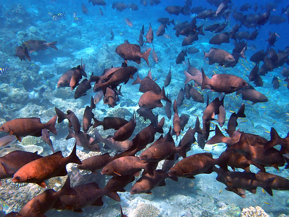 Sonstiges Ellaidhoo Maldives by Cinnamon