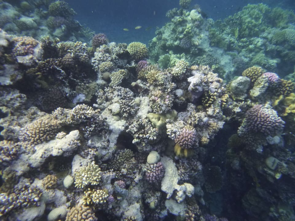 Sport & Freizeit Three Corners Sea Beach Resort