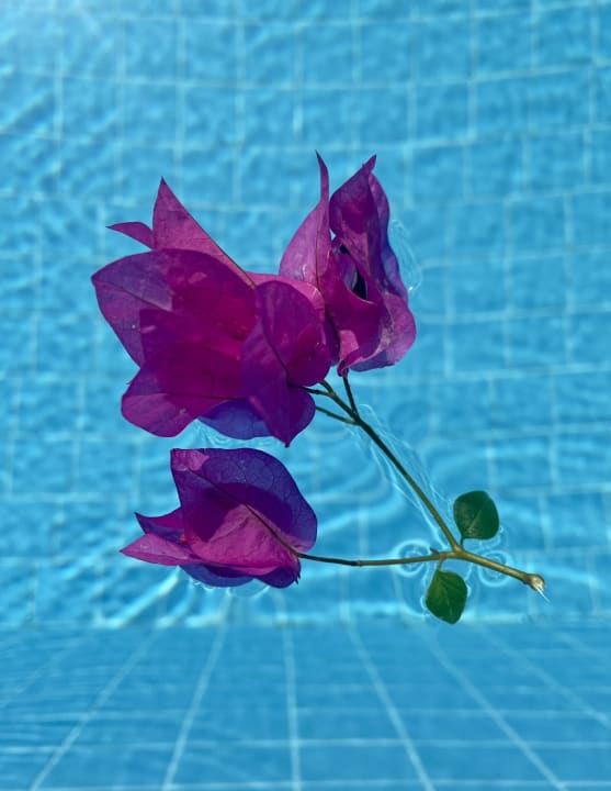 Pool Latanya Park Resort