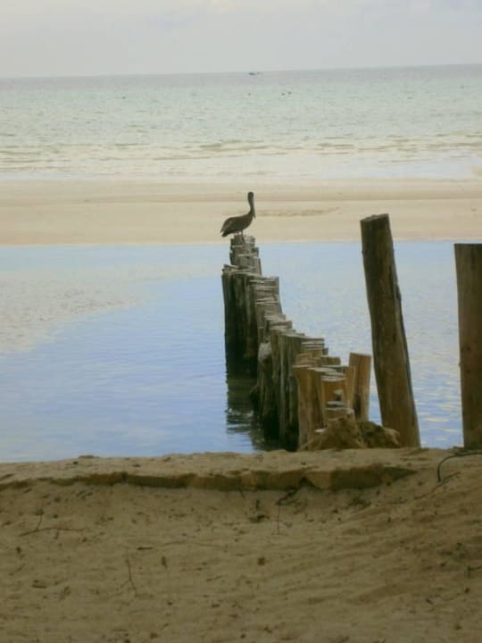 Natur pur  Hotel Villas Flamingos