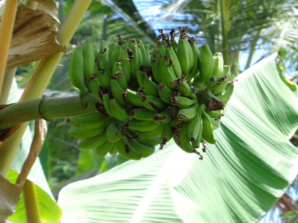 Bananen Spring of Life Ayurveda Resort