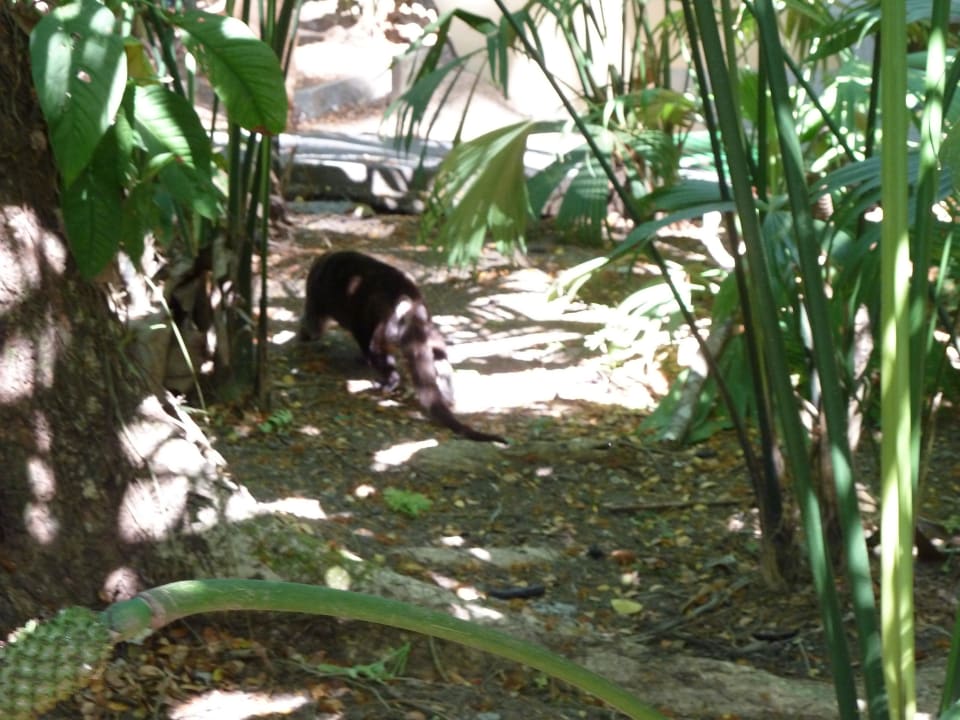 Nasenbär auf Futtersuche Hotel & Club Punta Leona