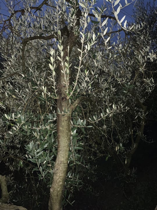 Garten Streda Belvedere