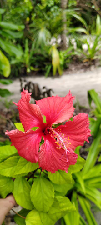 Gartenanlage Kuredu Island Resort & Spa