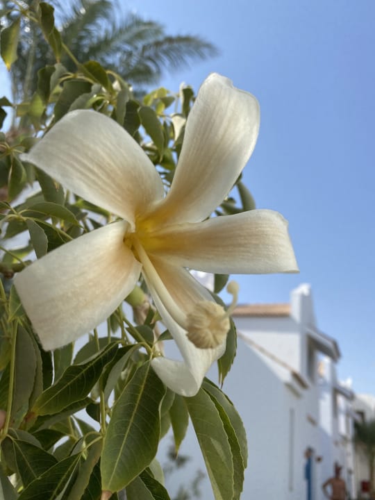 Gartenanlage Lahami Bay Beach Resort