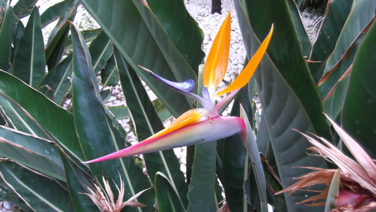 Sehr gepflegte Anlage Adrián Hoteles Colón Guanahaní - Adults only