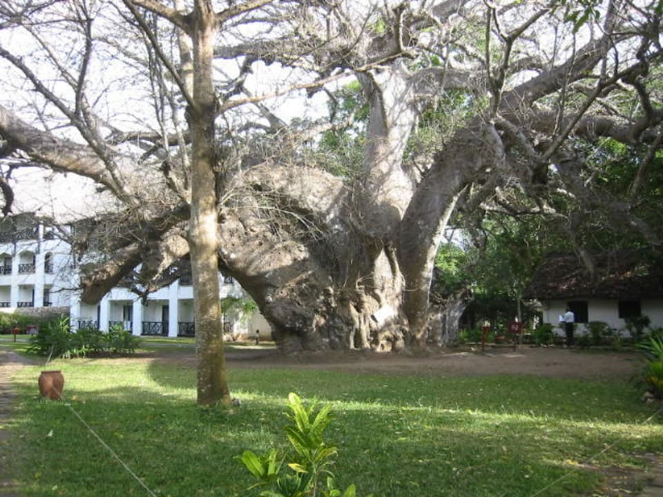 Älteste Baobab-Baum, 500 Jahre alt. Hotel Papillon Lagoon Reef