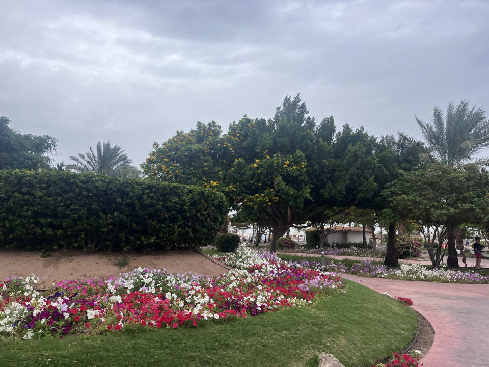 Gartenanlage Desert Rose