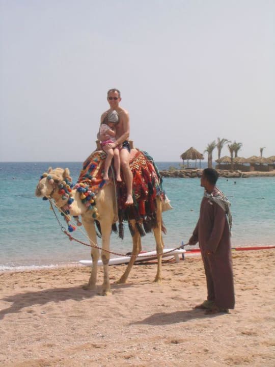 Ali mit seinem Kamel Max - Nicht nur für Kinder! Hotel Mercure Hurghada