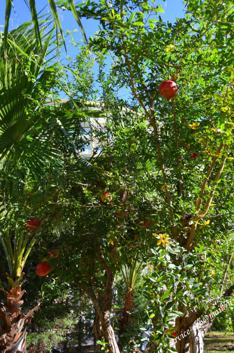 Delphin Imperial Hotel Delphin Imperial