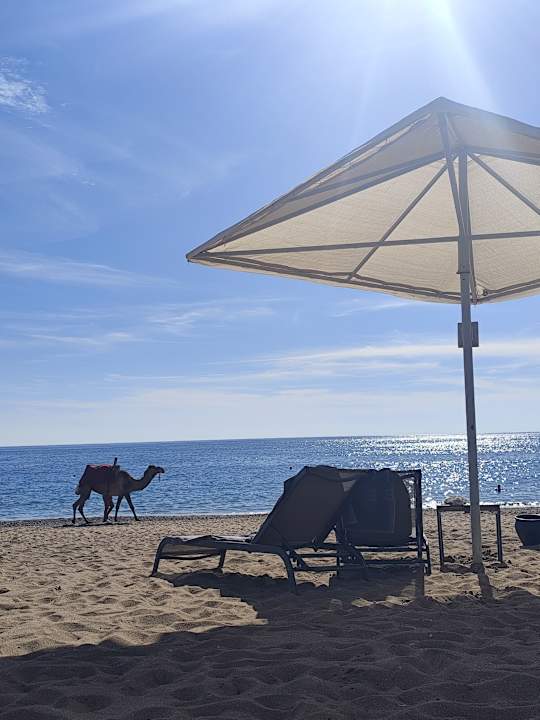 Strand Paloma Finesse