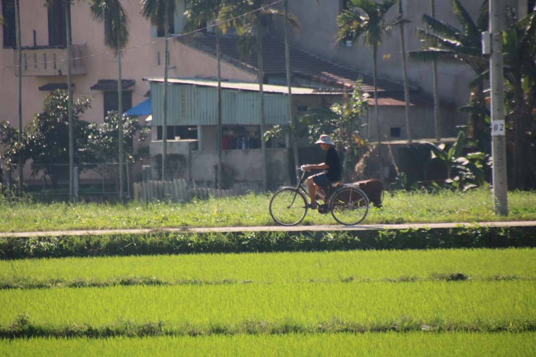 Ausblick Hoi An Lemongrass Homestay