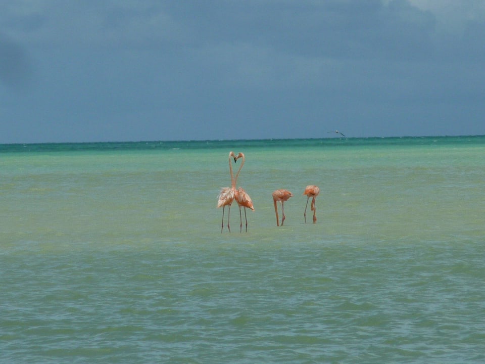 Flamingos Villas HM Paraiso del Mar