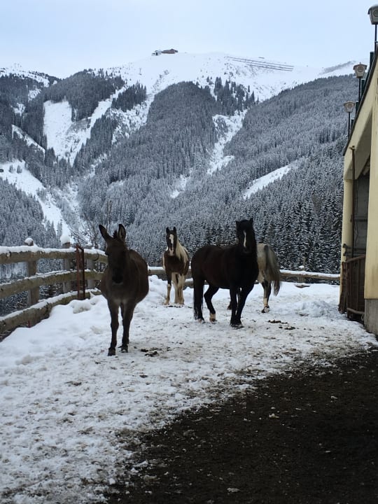 Sonstiges Berghotel Jaga-Alm