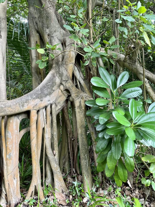 Gartenanlage Reethi Beach Resort