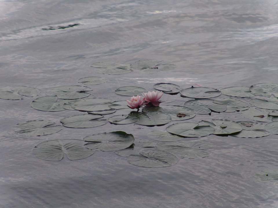 Seerosen am Ufer Knattercamping Bantikow am See