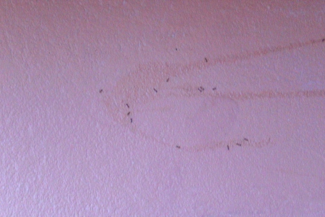 Lecker - Lebendes Buffet auf dem Balkon Charmillion Club Aqua Park