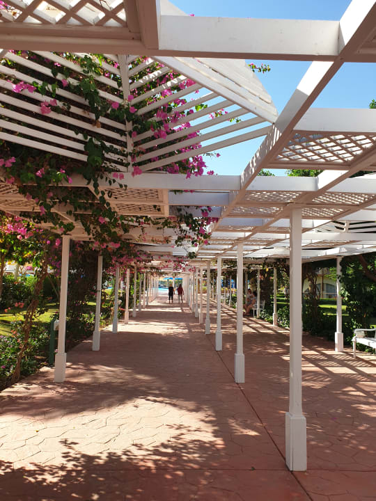 Gartenanlage Desert Rose