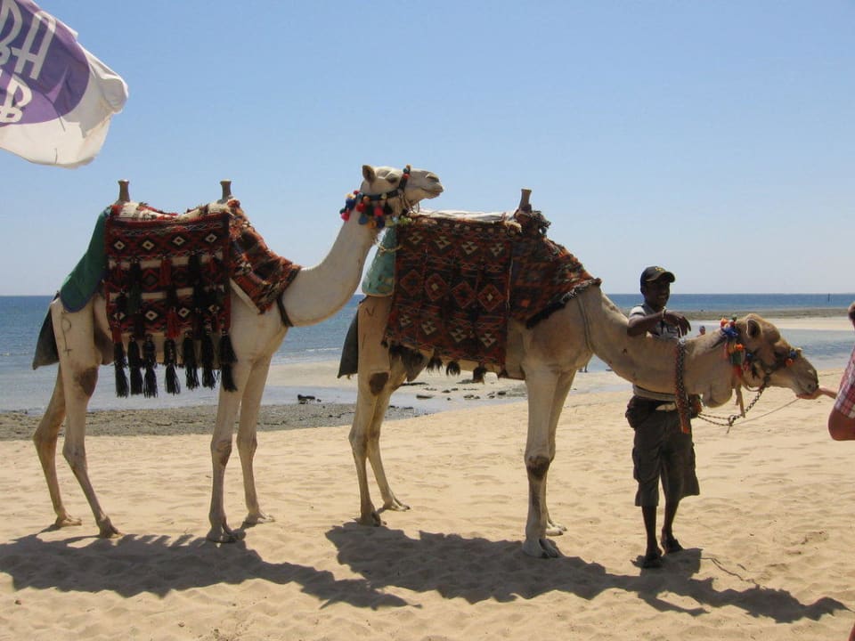 Kamelreiten am Strand entlang Shams Alam Beach Resort