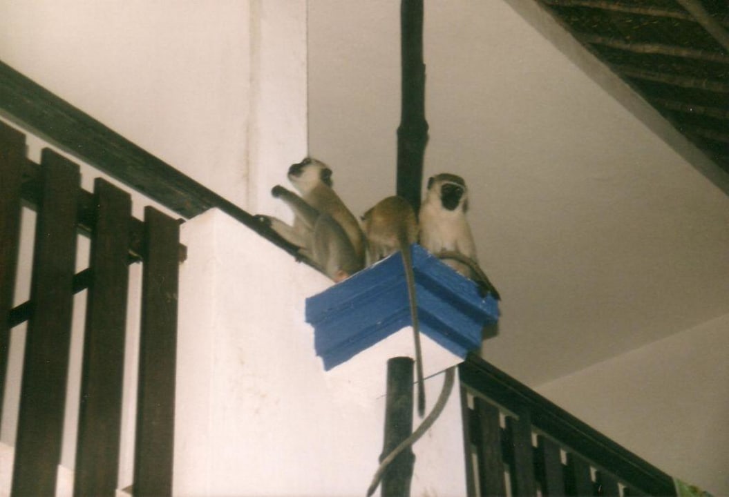 Affen3 Bahari Beach Hotel