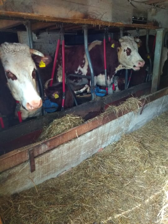 Sonstiges Bauernhof Bernhardenhof