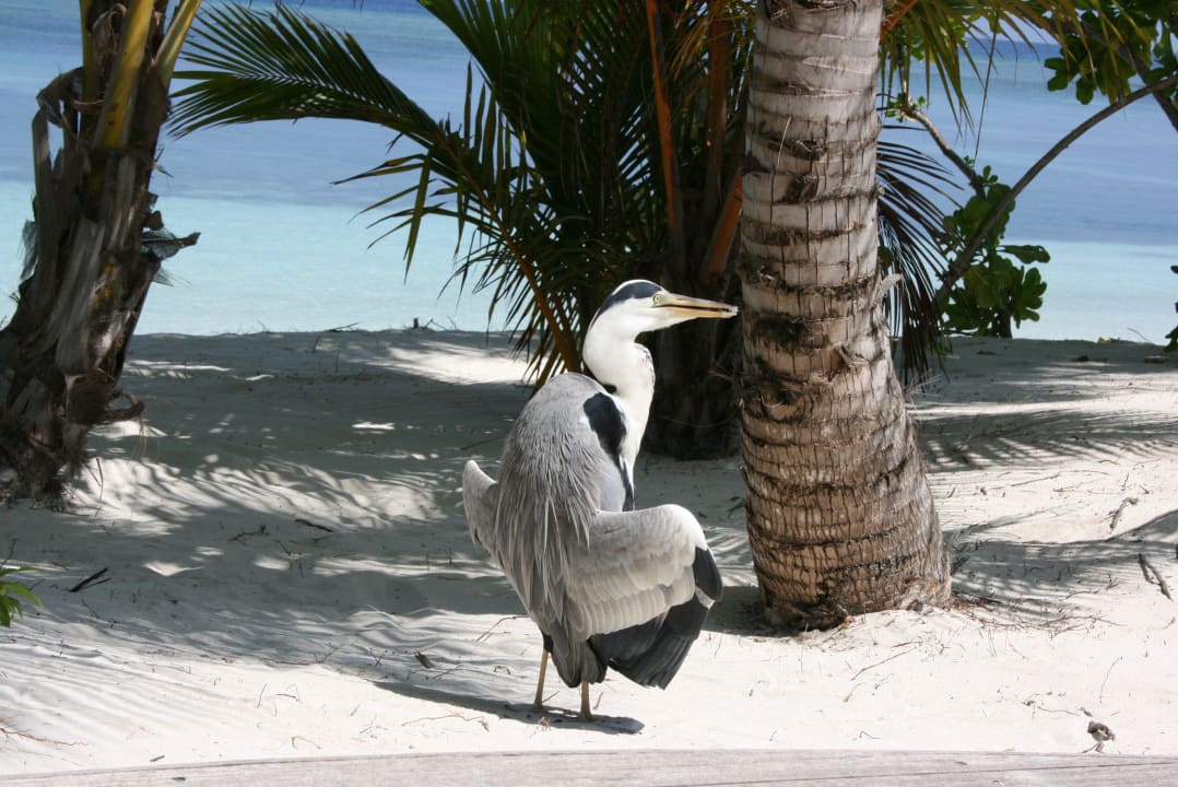 Besuch vor unserer Terrasse Kuredu Island Resort & Spa