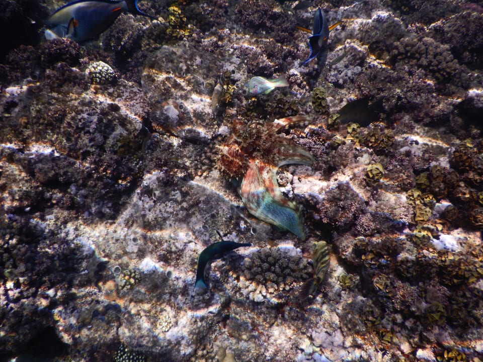 Strand Mövenpick Resort El Quseir