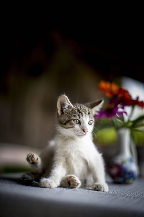 Katze Mia Urlaub am Lacknerhof Familie Klocker