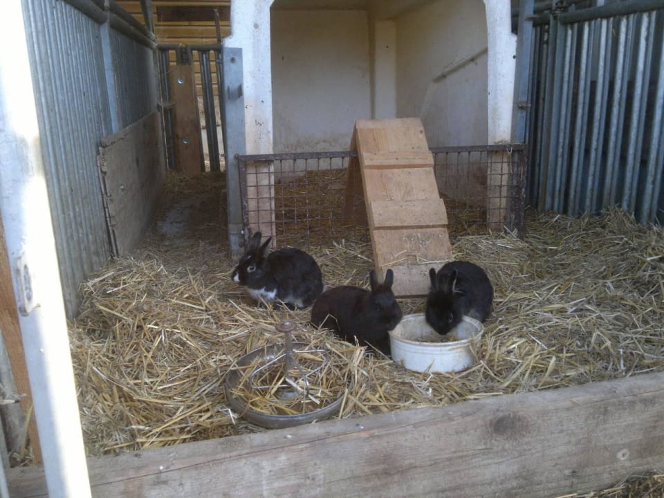 Hasenstall Fränkischer Ferienhof Joas