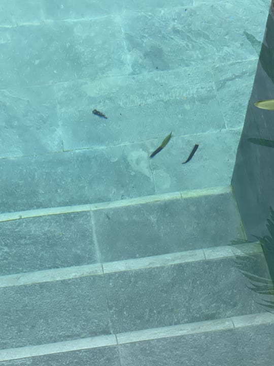 Pool Lopesan Costa Bávaro Resort, Spa & Casino