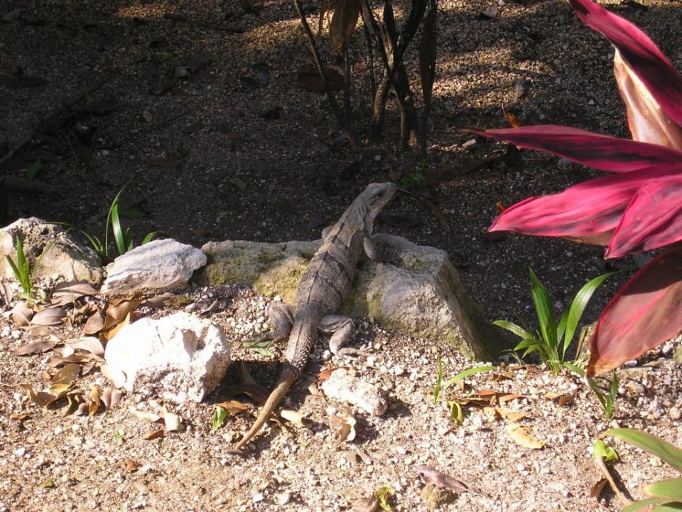 haustiere Hotel Riu Tequila