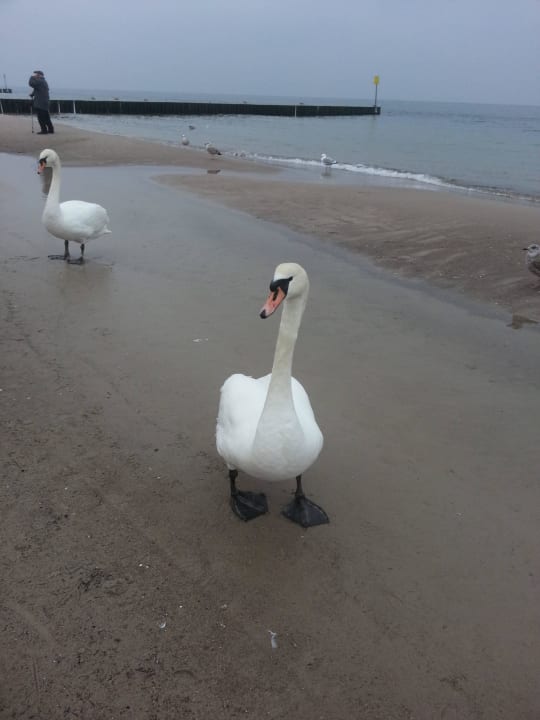 Strand San Medical SPA