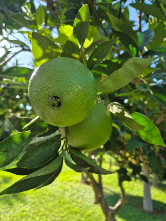 Gartenanlage Bella Resort & Spa