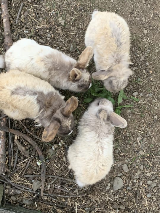 Gartenanlage Berghotel Hoher Knochen