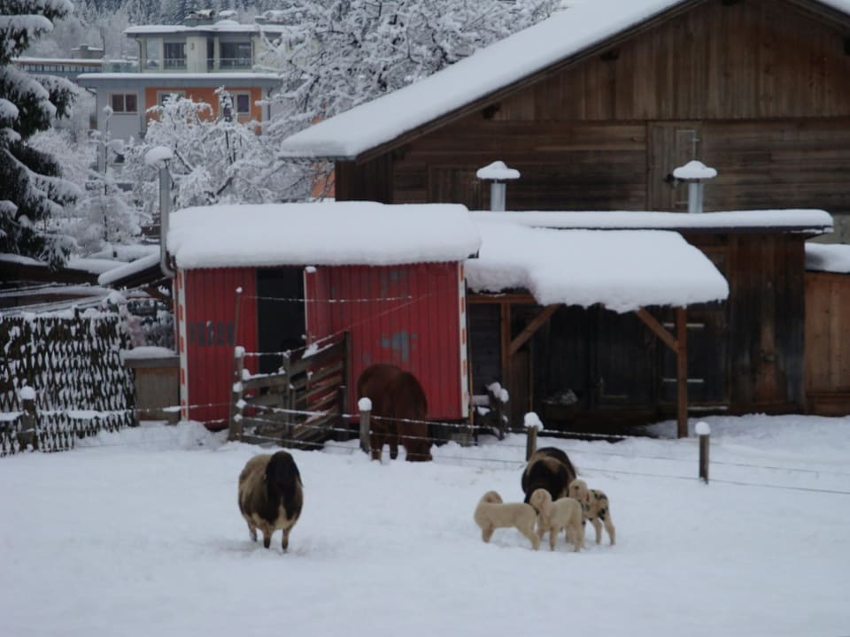 Schafe im Garten Ferienhaus Zillertal