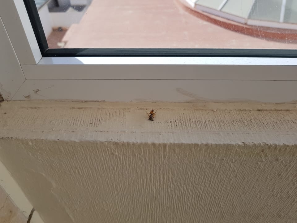 Sonstiges Melia La Palma Hotel