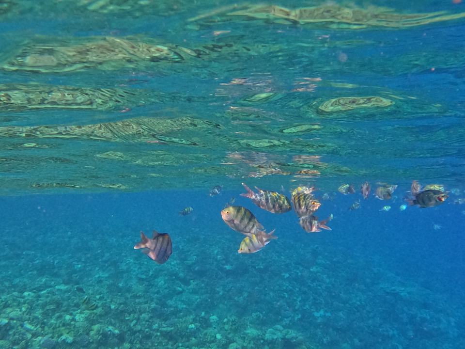 Gastro Steigenberger Resort Alaya Marsa Alam - Red Sea - Adults only