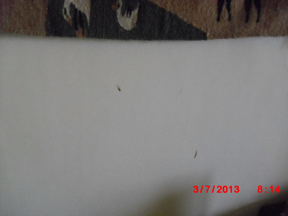 Flecke Sunny Days Palma De Mirette Resort & Spa