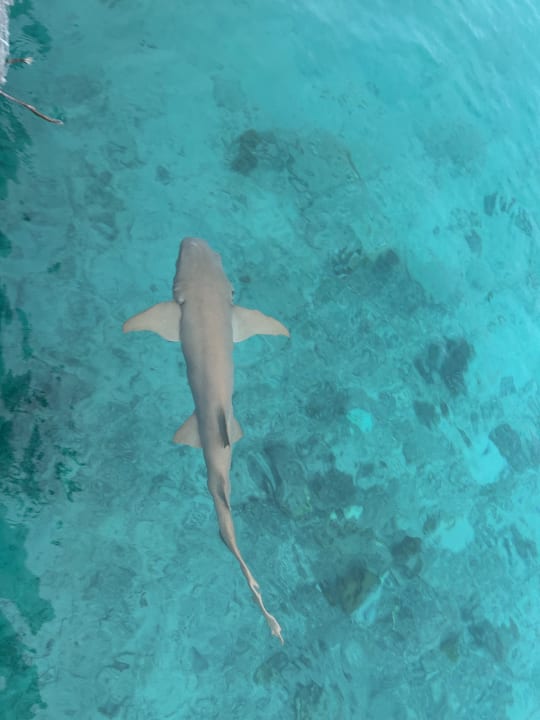 Strand NH Collection Maldives Reethi Resort