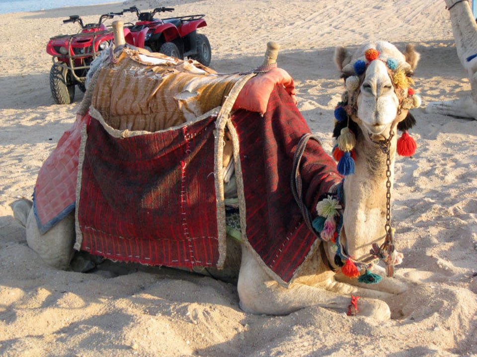 Kamel/Pferde Reiten und Quad fahren am Strand Fantazia Resort Marsa Alam