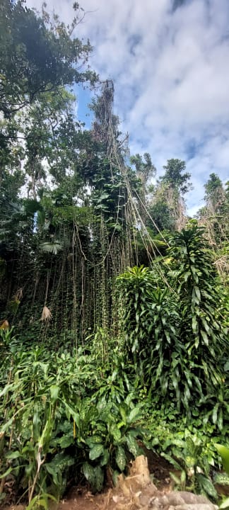 Gartenanlage Mauricia Beachcomber Resort & Spa