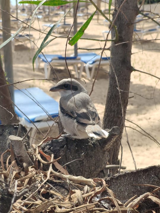 Sonstiges SBH Costa Calma Beach Resort