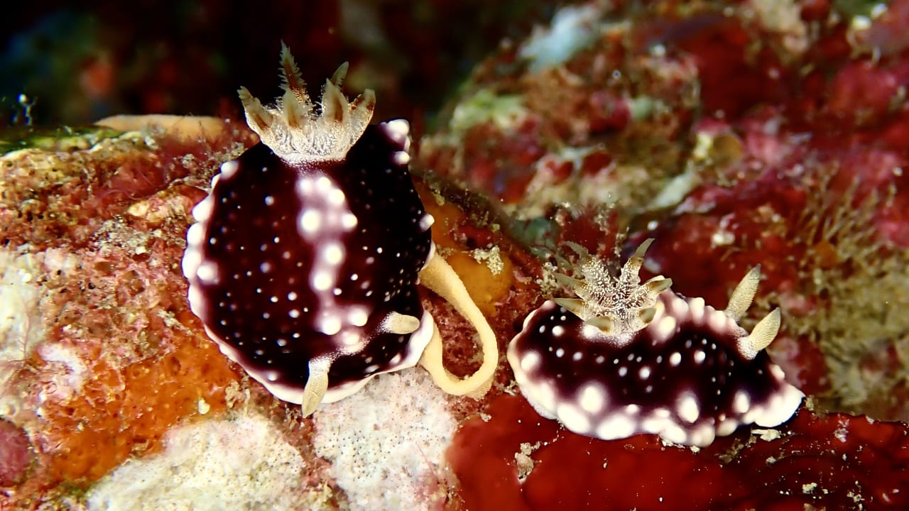 Sport & Freizeit Boutique Beach All Inclusive Diving Hotel