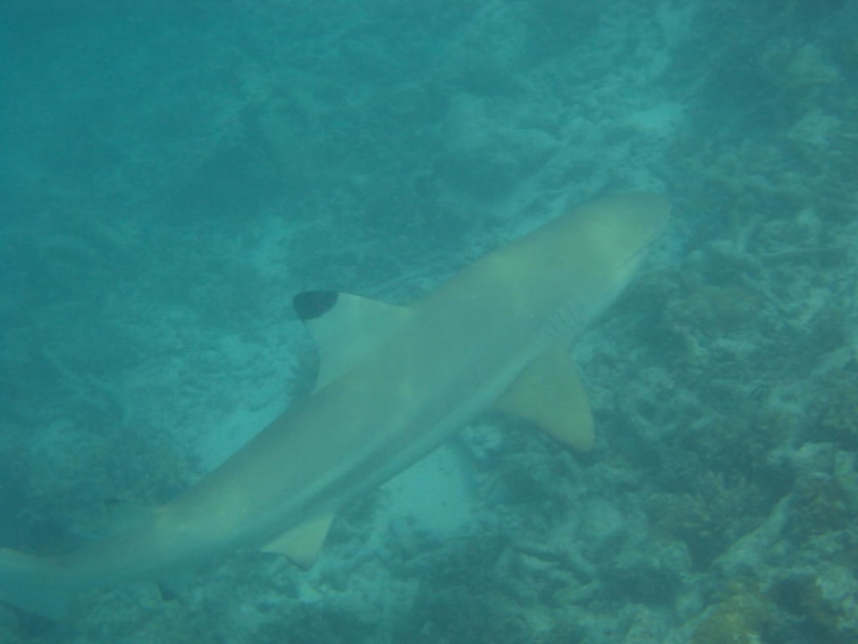 Hai (1 Meter lange) Cinnamon Dhonveli Maldives