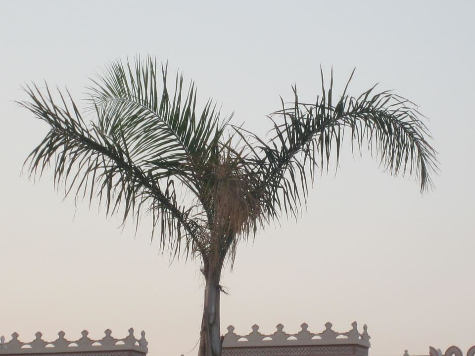 Palmen Pickalbatros Palace Resort