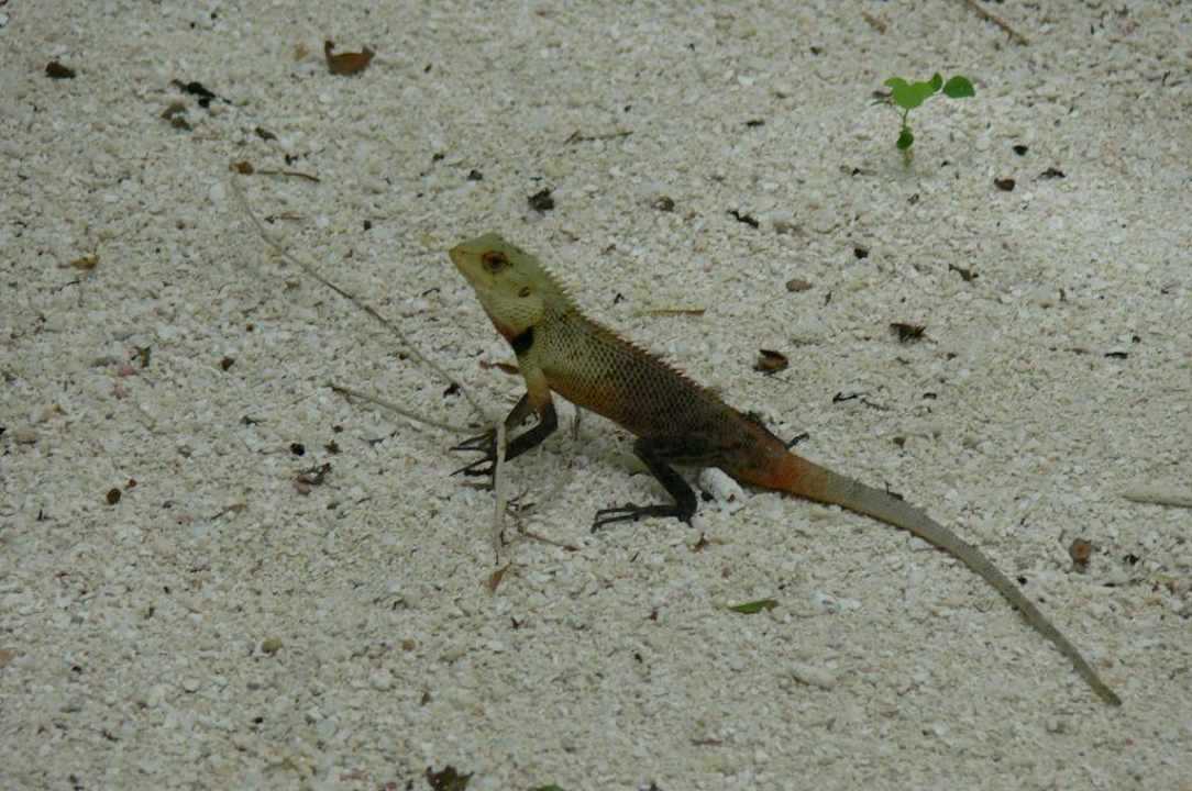 Gecko Summer Island Maldives