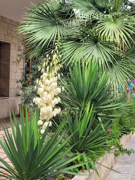 Gartenanlage Valentin Reina Paguera