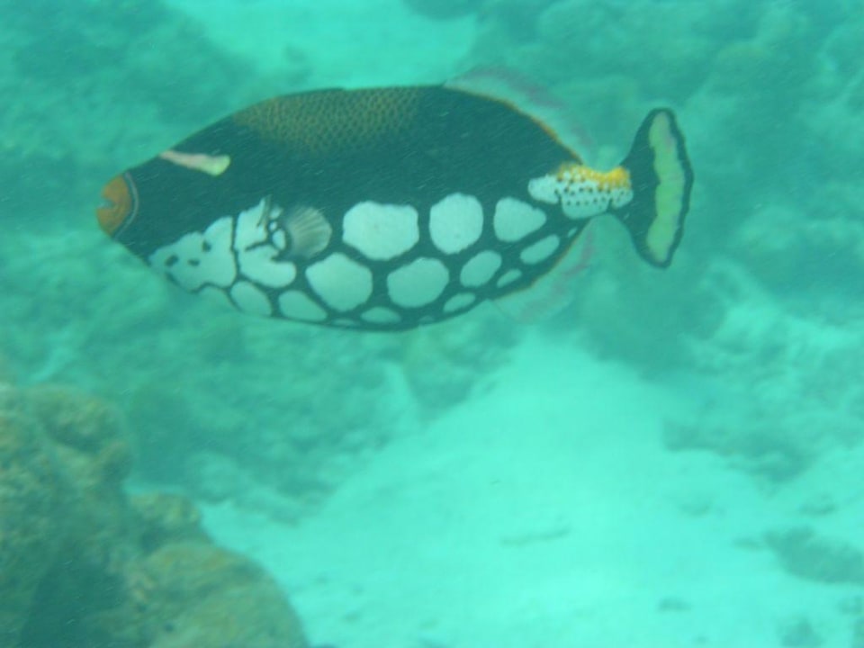 Leopardendrückerfisch Summer Island Maldives
