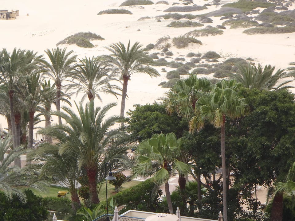 Tolle grüne Vegetation im Garten Hotel Riu Oliva Beach - Hotel