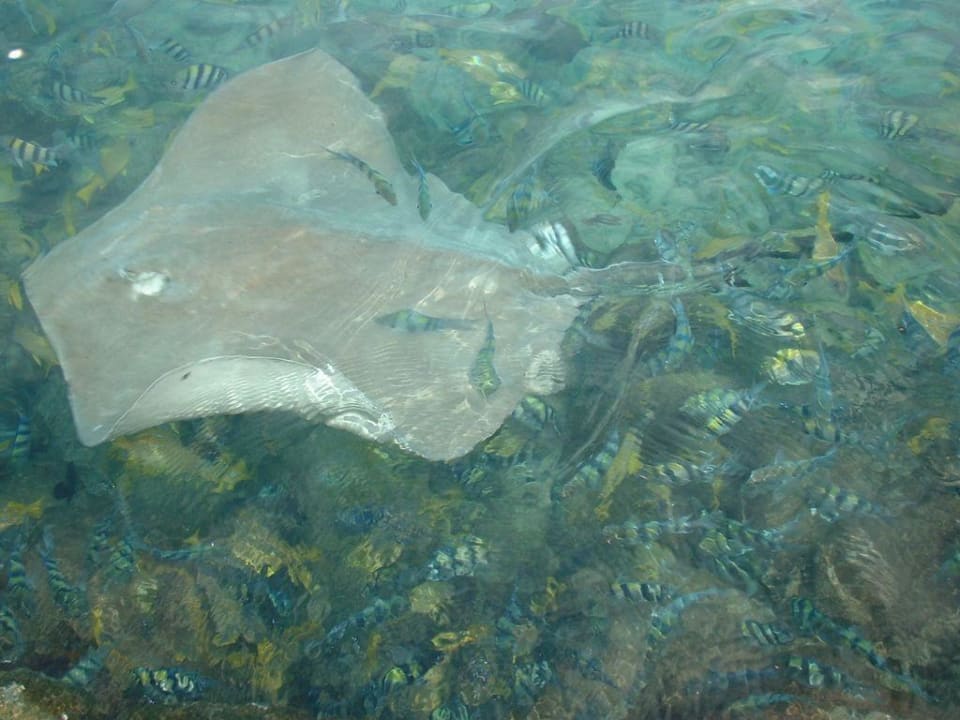 Rochenfütterung Summer Island Maldives